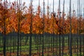 Public and privat garden, parks tree nursery in Netherlands, specialise in medium to very large sized trees, grey alder trees in