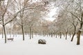 Public Snowy Winter Park Royalty Free Stock Photo