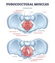 Pubococcygeal muscles group with pubococcygeus, iliococcygeus outline diagram