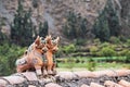 Pucara`s bulls peruvian fertility icon on the roof of a andes mountain house