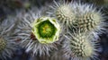 Pucker Up - cactus flower sharp -