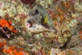 These spotted beauties can be seen on the reef at NOAA\'s Flower Garden Banks National Marine Sanctuary Royalty Free Stock Photo