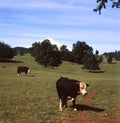 Pucon Chile, Villarica volcano and dairy cattle grazing in a green valley