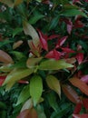 Pucuk Merah (Syzygium myrtifolium) is a shrub that is often used as an ornamental plant.