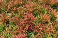 Pucuk Merah, Syzygium oleina Syzygium paniculatum, Red Shoots, magenta cherry in the nursery Royalty Free Stock Photo