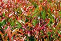 Pucuk Merah, Syzygium oleina Syzygium paniculatum, Red Shoots, magenta cherry in the nursery Royalty Free Stock Photo
