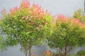 Pucuk merah (Syzygium paniculatum) plant