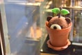 Pudding bear cake plant in pot