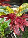 Pudding leaf looking beautiful growth in the garden