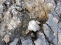 Saltwater puddle on the rock