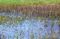 A puddle densely grown through by culms of grass