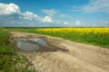 Puddle on a dirt road beside a yellow rape field and clouds on the sky Royalty Free Stock Photo