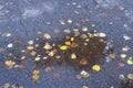 Puddle with fallen leaves on the asphalt in autumn Royalty Free Stock Photo