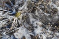 Rays of ice create a sunburst quality in a frozen puddle.