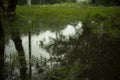 Puddle in park. Outdoor pond. Surface of water on lake. Flooding of land Royalty Free Stock Photo