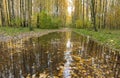 Puddle on the path in the autumn forest, yellow fallen leaves Royalty Free Stock Photo