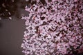 Puddle with pink sacura petals