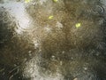 Puddle with rain drops, tree leaves, reflection Royalty Free Stock Photo