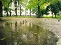 Puddle with rain drops, tree leaves, reflection Royalty Free Stock Photo