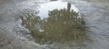 The puddle of rainwater on the floor is concave, showing the image of an upside-down tree. Royalty Free Stock Photo