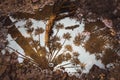 The puddle reflecting trees and a bird. Royalty Free Stock Photo