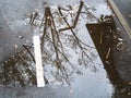 Puddle with reflection of a tree on the road Royalty Free Stock Photo