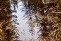 A puddle with reflections in a marsh