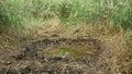 Puddle swamp dig out build an amphibian breeding new excavate pond by hand. Wetland marsh bog with high biodiversity