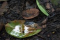 Puddle of water on a leaf rainy day Royalty Free Stock Photo