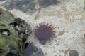 Puddle of water at low tide showing different animal and vegetable aspects of marine life Royalty Free Stock Photo