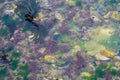 Puddle of water at low tide showing different animal and vegetable aspects of marine life Royalty Free Stock Photo