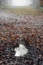 Puddle of water with rain droplets on forest path of fallen brown leaves in mist Royalty Free Stock Photo