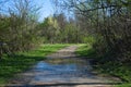 Puddled path in early spring Royalty Free Stock Photo