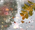 Autumn rain in park tree branch and leaves in puddles on  asphalt  rainy drops season background Royalty Free Stock Photo
