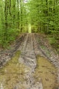 Puddles on dirt road in the green forest Royalty Free Stock Photo