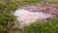 puddles of rain on the red soil and grass so that the water turns brown