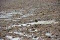 Puddles of water on a freshly harrowed field Royalty Free Stock Photo