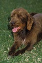 PUDEL POINTER DOG, ADULT LAYING ON GRASS Royalty Free Stock Photo