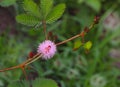 Pudica Mimosa flower Royalty Free Stock Photo