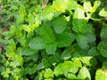 Pudina green leaf,Mint leaves ,