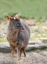 Pudu Royalty Free Stock Photo