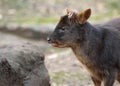 Pudu Royalty Free Stock Photo