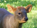 Pudu Royalty Free Stock Photo