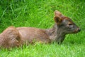 Pudu Deer Royalty Free Stock Photo