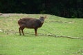 Pudu, a small South American deer on the grass Royalty Free Stock Photo