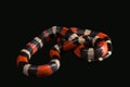 Pueblan milk snake