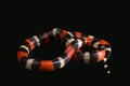 Pueblan milk snake