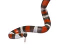 Pueblan milk snake or Campbell's milk snake