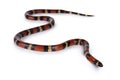 Pueblan Milk snake on white