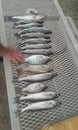 Pueblo Reservoir, walleye fishing one day